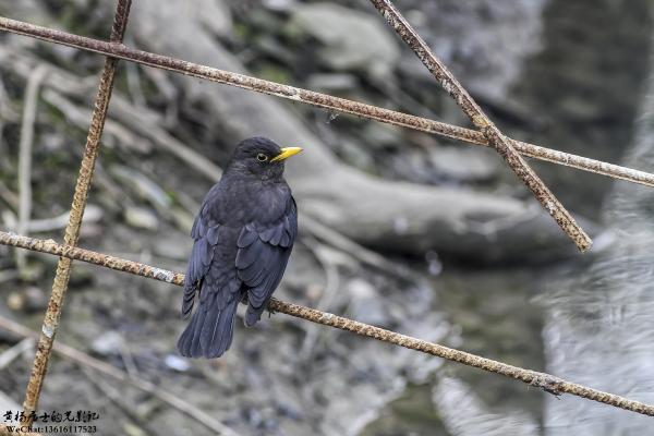 乌鸫 Eurasian Blackbird