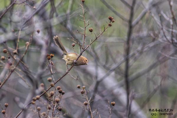 棕头鸦雀 Vinous-throated Parrotbill