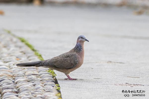 珠颈斑鸠 Spotted Dove