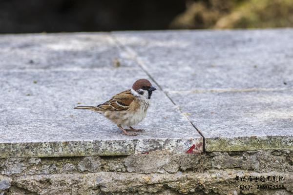 麻雀 Eurasian Tree Sparrow