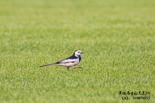 白鹡鸰 White Wagtail