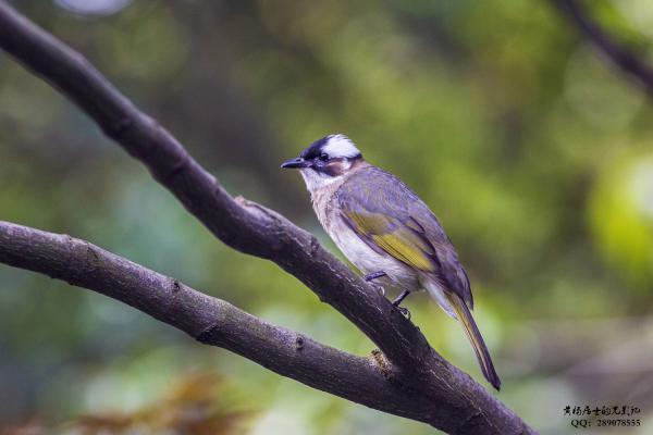 白头鹎 Light-vented Bulbul