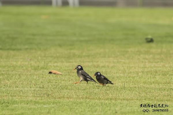 灰椋鸟 White-cheeked Starling