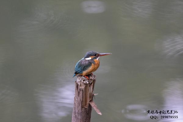 普通翠鸟 Common Kingfisher