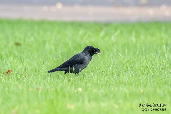 八哥 Crested Myna