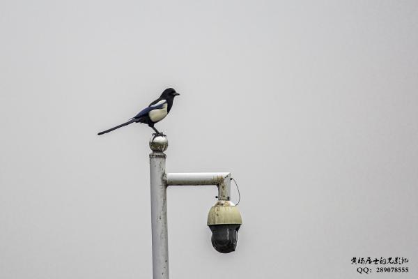 喜鹊 Black-billed Magpie