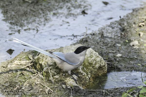 灰喜鹊 Azure-winged Magpie