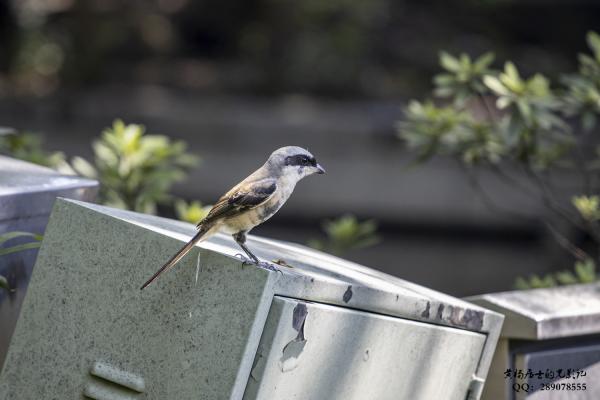 棕背伯劳 Long-tailed Shrike