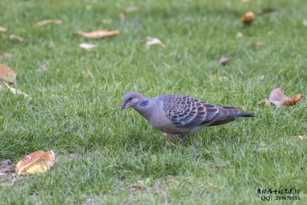 山斑鸠 Oriental Turtle Dove