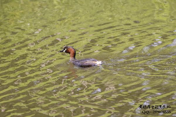 小䴙䴘 Little Grebe