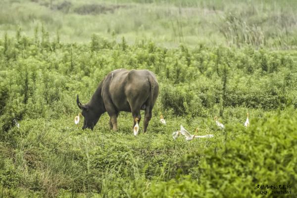 牛背鹭 Cattle Egret