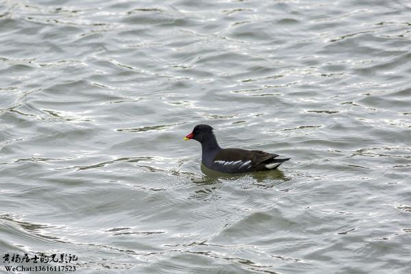 黑水鸡 Common Moorhen