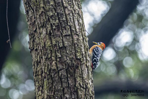 棕腹啄木鸟 Rufous-bellied Woodpecker