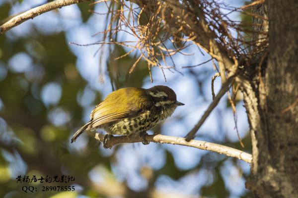 斑姬啄木鸟 Speckled Piculet