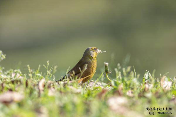 金翅雀 Grey-capped Greenfinch