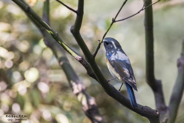 红胁蓝尾鸲 Orange-flanked Bush-Robin