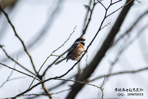 红头长尾山雀 Black-throated Tit