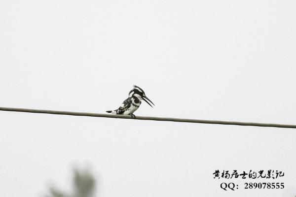 斑鱼狗 Pied Kingfisher