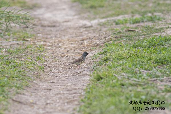 灰头鹀 Black-faced Bunting