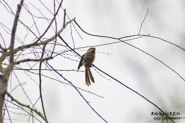 银喉长尾山雀 Long-tailed Tit