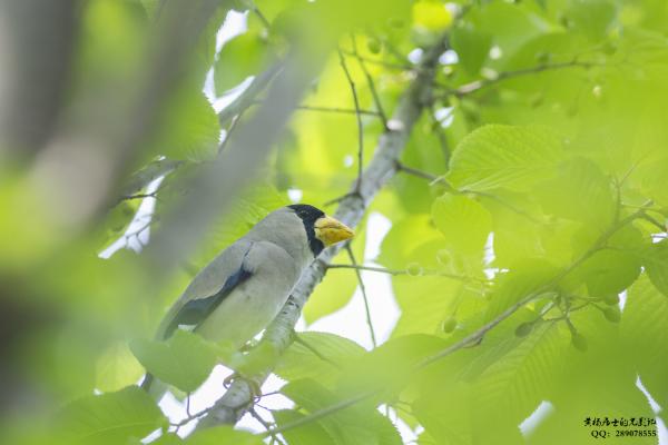 黑头蜡嘴雀 Japanese Grosbeak