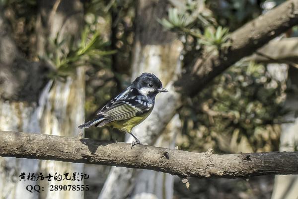 黄腹山雀 Yellow-bellied Tit