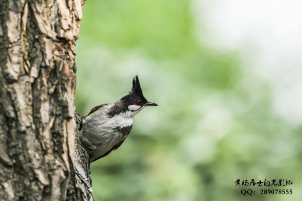 红耳鹎 Red-whiskered Bulbul