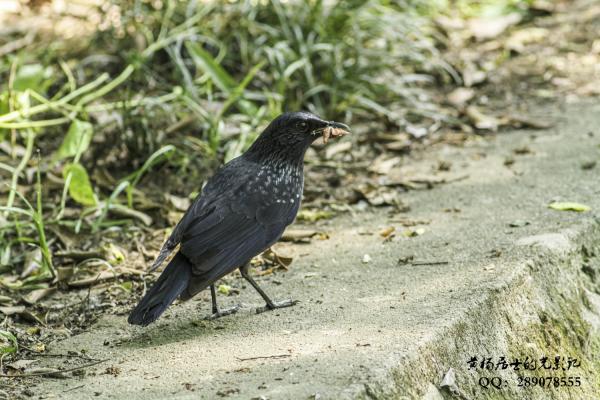 紫啸鸫 Blue Whistling-Thrush