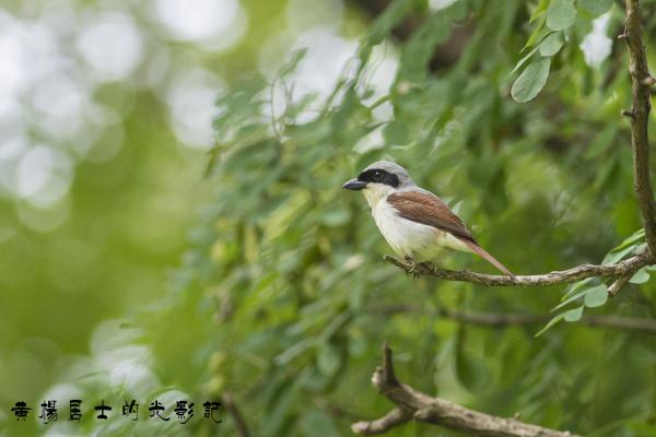 虎纹伯劳 Tiger Shrike