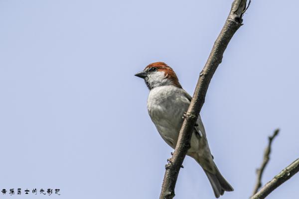 山麻雀 Russet Sparrow