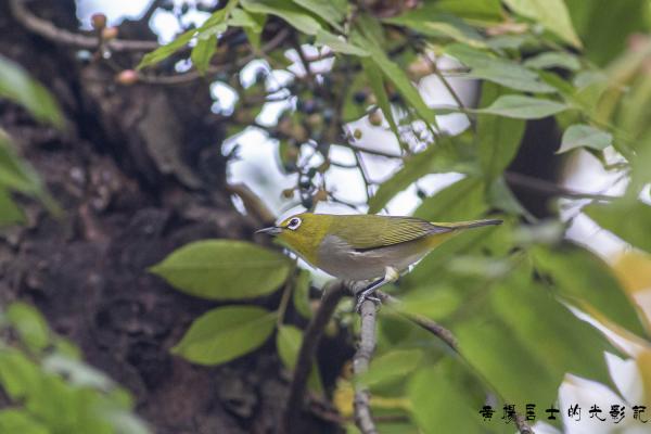 暗绿绣眼鸟 Japanese White-eye 暗绿绣眼鸟 Japanese White-eye