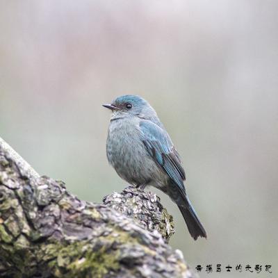 铜蓝鹟 Verditer Flycatcher 铜蓝鹟 Verditer Flycatcher