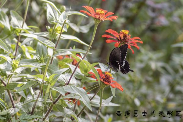 点击查看原图 _5QI2754.jpg