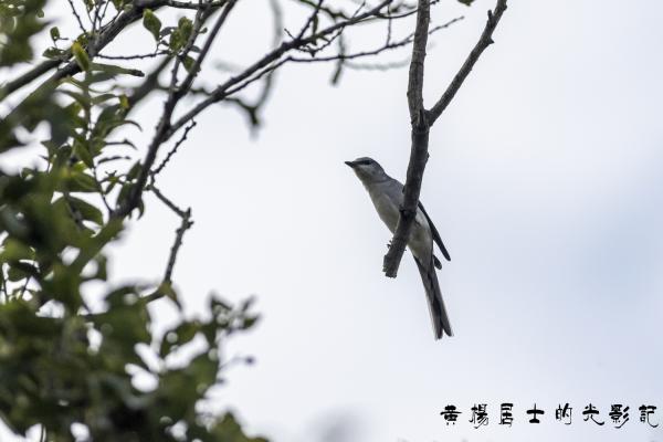 点击查看原图 _5QI2763.jpg