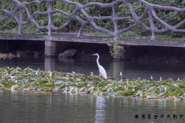 点击查看原图 _5QI2778.jpg