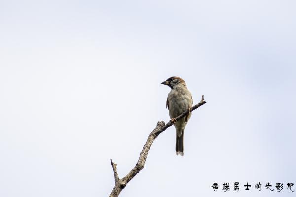 点击查看原图 _5QI2736.jpg