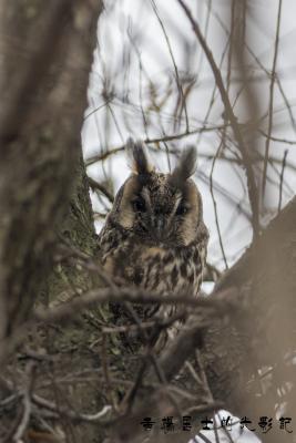 长耳鸮 Long-eared Owl 长耳鸮 Long-eared Owl