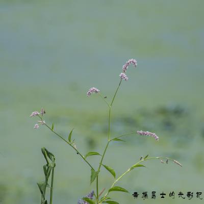​红蓼