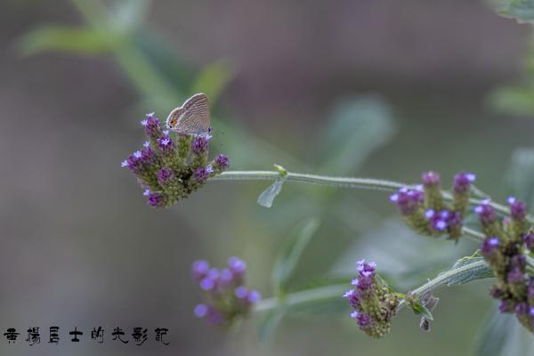 点击查看原图 _5QI3016.jpg