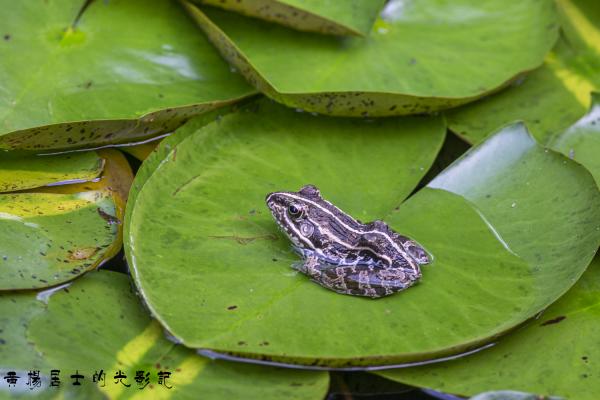 黑斑侧褶蛙 Black-spotted Pond Frog 黑斑侧褶蛙 Black-spotted Pond Frog