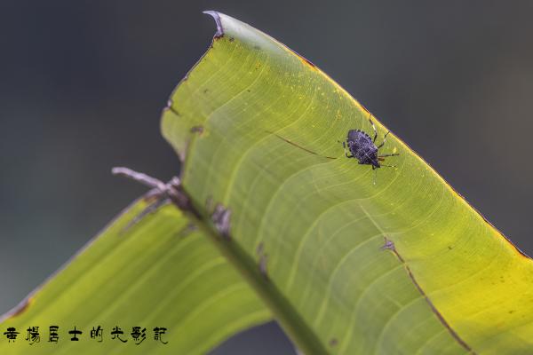 点击查看原图 _5QI3006.jpg