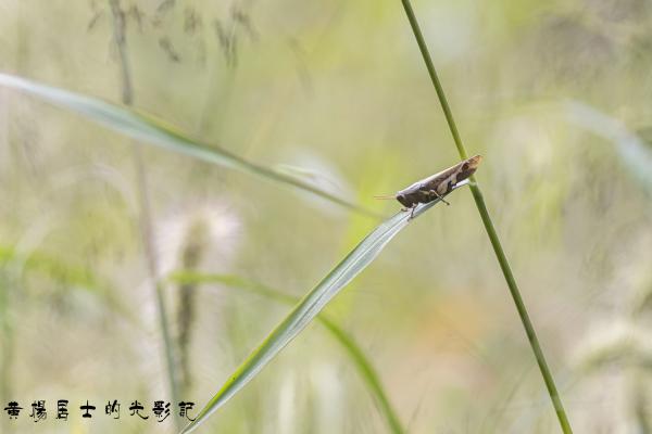 点击查看原图 _5QI2959.jpg