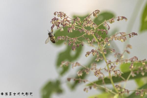 点击查看原图 _5QI2948.jpg