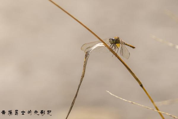 点击查看原图 _5QI2955.jpg