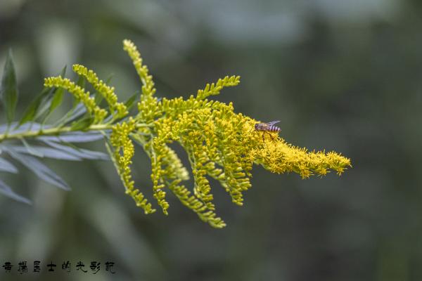 点击查看原图 _5QI2968.jpg