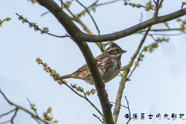 田鹀 Rustic Bunting 田鹀 Rustic Bunting