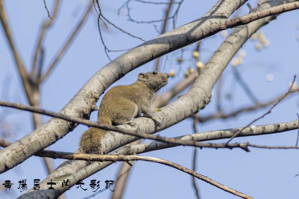 赤腹松鼠 Pallas's Squirrel 赤腹松鼠 Pallas's Squirrel
