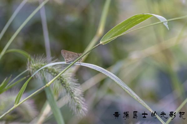 点击查看原图 _5QI3025.jpg