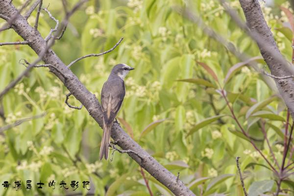 小灰山椒鸟 Brown-rumped Minivet 小灰山椒鸟 Brown-rumped Minivet